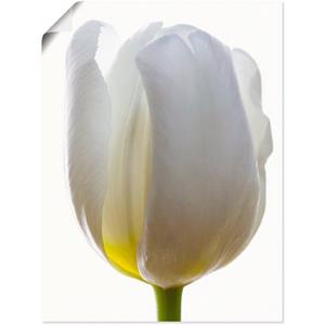 Artland Artprint Witte tulp als artprint van aluminium, artprint op linnen, muursticker of poster in verschillende maten