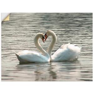 Artland Artprint Liefdesspel van zwanen als artprint van aluminium, artprint op linnen, muursticker of poster in verschillende maten