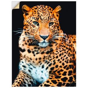 Artland Artprint Woedende wilde luipaard als artprint van aluminium, artprint op linnen, muursticker of poster in verschillende maten