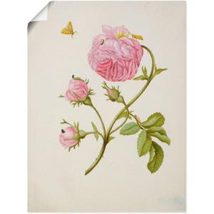 Artland Artprint Struikroos, mineermot, larve, pop als artprint op linnen, muursticker of poster in verschillende maten