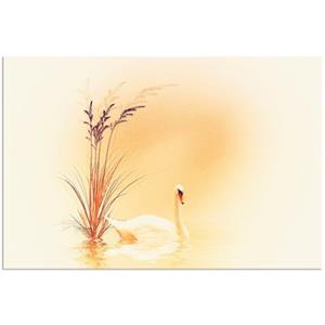 Artland Artprint Witte zwaan als artprint van aluminium, artprint op linnen, muursticker of poster in verschillende maten