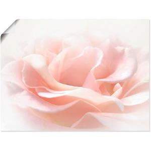 Artland Artprint Roos I als artprint van aluminium, artprint op linnen, muursticker of poster in verschillende maten