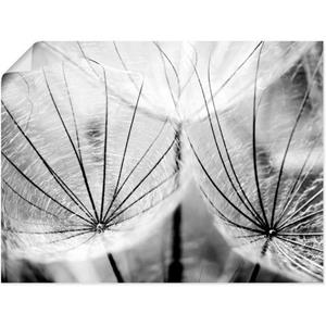 Artland Artprint Pluizenbol in zwart-wit als artprint van aluminium, artprint op linnen, muursticker of poster in verschillende maten