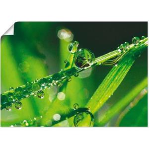 Artland Artprint Waterdruppels op gras als artprint op linnen, muursticker of poster in verschillende maten