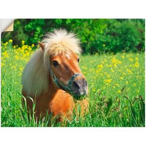 Artland Artprint Shetland pony als artprint op linnen, muursticker of poster in verschillende maten