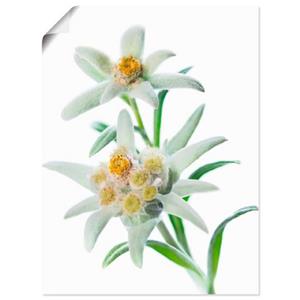 Artland Artprint Edelweiss als artprint van aluminium, artprint op linnen, muursticker of poster in verschillende maten