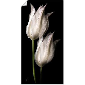 Artland Artprint Witte tulpen in de nacht als artprint van aluminium, artprint op linnen, muursticker of poster in verschillende maten