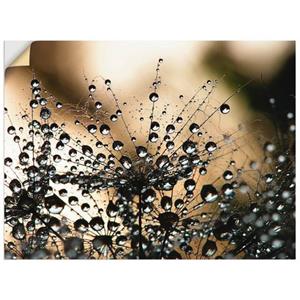 Artland Artprint Natte paardenbloem als artprint van aluminium, artprint op linnen, muursticker of poster in verschillende maten