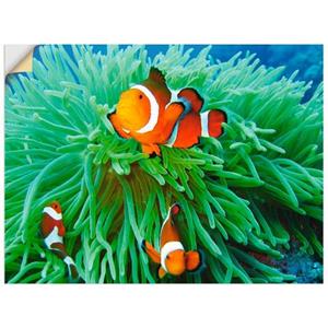 Artland Artprint Finding Nemo als artprint van aluminium, artprint op linnen, muursticker of poster in verschillende maten