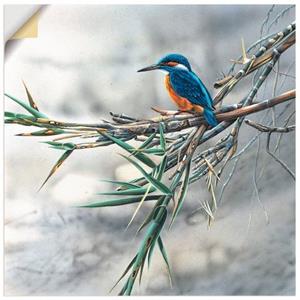 Artland Artprint Ijsvogel I als artprint op linnen, muursticker of poster in verschillende maten