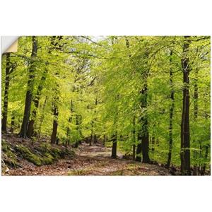 Artland Artprint De beuken in de lente als artprint van aluminium, artprint voor buiten, artprint op linnen, poster, muursticker