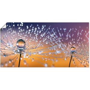 Artland Artprint Paardenbloemen dauwdruppel als artprint van aluminium, artprint op linnen, muursticker of poster in verschillende maten
