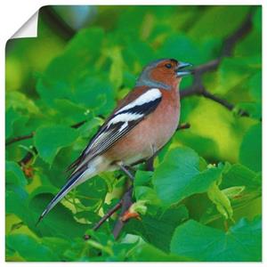Artland Artprint Vink lied als artprint van aluminium, artprint op linnen, muursticker of poster in verschillende maten