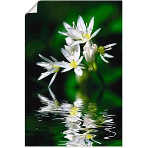 Artland Artprint Wildeknoflookbloemen met waterspiegeling als artprint van aluminium, artprint op linnen, muursticker of poster in verschillende maten