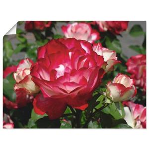 Artland Artprint Rood witte roos als artprint van aluminium, artprint op linnen, muursticker of poster in verschillende maten