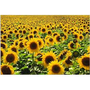 Artland Artprint Zonnebloemveld als artprint van aluminium, artprint op linnen, muursticker of poster in verschillende maten