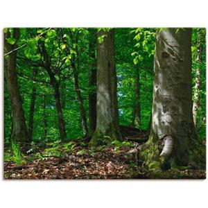 Artland Artprint op linnen Voorjaar in beukenbos gespannen op een spieraam