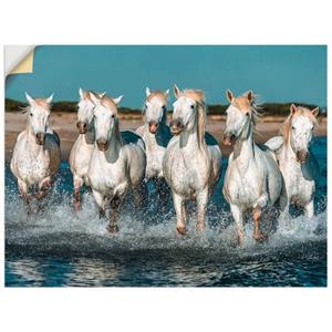 Artland Artprint Camargue paarden galopperen op het strand als artprint van aluminium, artprint op linnen, muursticker of poster in verschillende maten