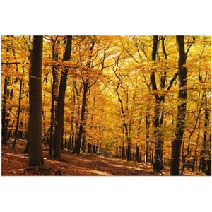 Artland Artprint Wandeling in herfstbos als artprint van aluminium, artprint voor buiten, artprint op linnen, poster in verschillende maten. maten