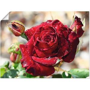 Artland Artprint Roos met druppels als artprint op linnen, muursticker of poster in verschillende maten