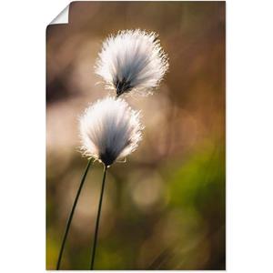Artland Artprint Wolgras I als artprint van aluminium, artprint op linnen, muursticker of poster in verschillende maten