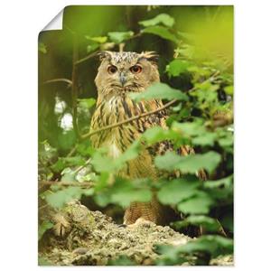 Artland Artprint Vogel oehoe als artprint van aluminium, artprint op linnen, muursticker of poster in verschillende maten