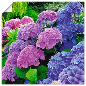 Artland Artprint Hortensia's in de tuin als artprint van aluminium, artprint op linnen, muursticker of poster in verschillende maten