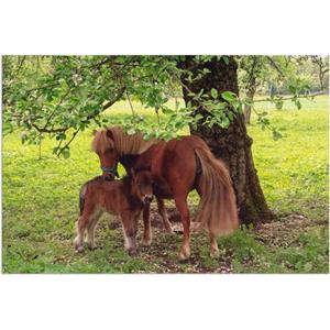 Artland Artprint Pony - Moedersgeluk als artprint van aluminium, artprint op linnen, muursticker of poster in verschillende maten