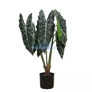 Lesli Living Cissus i/pot h40cm