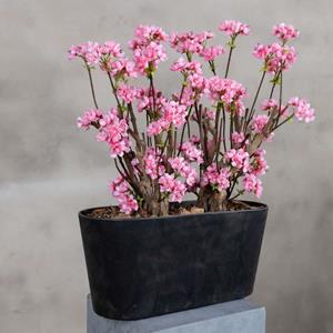 Decoratietakken Appelbloesemstruik Marlene | Felroze | 50cm