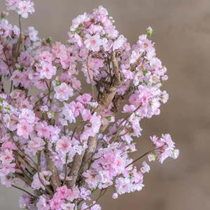 Decoratietakken Appelbloesemstruik Annette | Roze | 65cm
