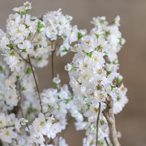 Decoratietakken Appelbloesemstruik Alise | Wit | 65cm