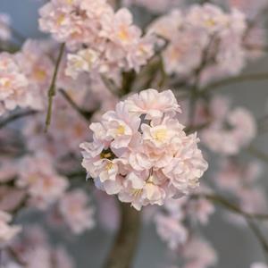 Decoratietakken Kunst Kersenbloesemtak | Roze | 85 cm