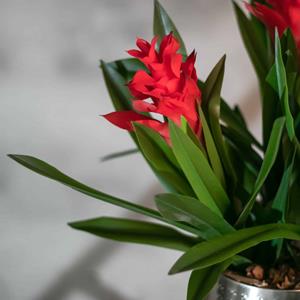 Decoratietakken Bloemstuk Bromelia | 60cm