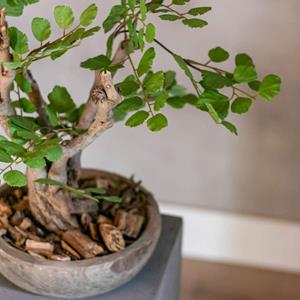 Decoratietakken Mini Acaciaboompje | 40cm