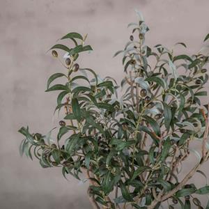 Decoratietakken Kunstplant Olijftakken | 80cm