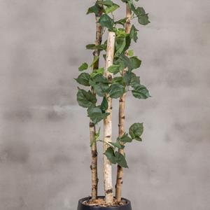 Decoratietakken Kunstplant Berk | Groen | 160cm(incl.pot)