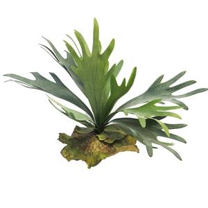 Decoratietakken Hertshoornvaren | 35cm