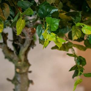 Decoratietakken Berkenblad | 70cm