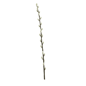 Decoratietakken Wilgenkatje | 110cm