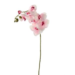 Decoratietakken Orchidee | Wit/Fuchsia | 60cm