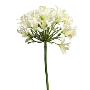 Decoratietakken Agapanthus - Créme - 80cm