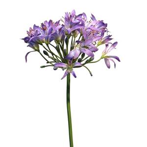 Decoratietakken Agapanthus - Paars - 80cm