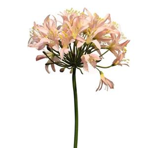 Decoratietakken Agapanthus | Roze | 80cm