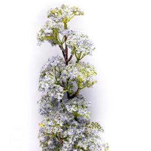 Decoratietakken Seringen bloementak | Paars/wit | 60cm