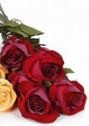 Decoflorall Roos Zijderoos Rood / stuk Roos Zijderoos