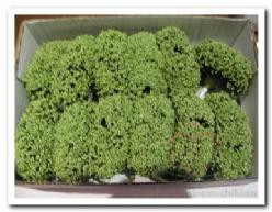Decoflorall Fieldberries Groen / doos voor bloemschikken Fieldberries Gr