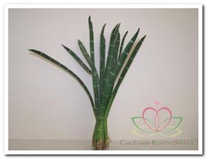 Decoflorall Exotic stripe bundel green foamblad
