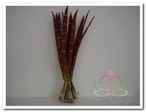 Decoflorall Exotic stripe bundel Rusty + green foamblad