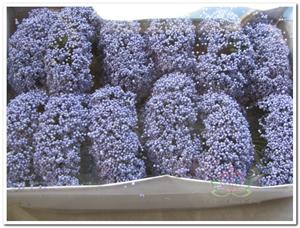 Decoflorall Fieldberries Lila / doos voor bloemschikken Fieldberries Lila
